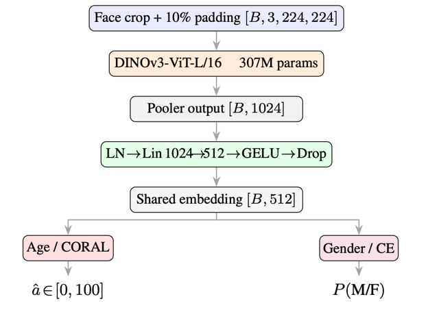 FaceAge model architecture: DINOv3-ViT-L/16 backbone with CORAL ordinal regression